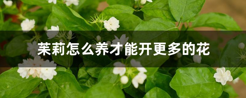 茉莉怎么养才能开更多的花