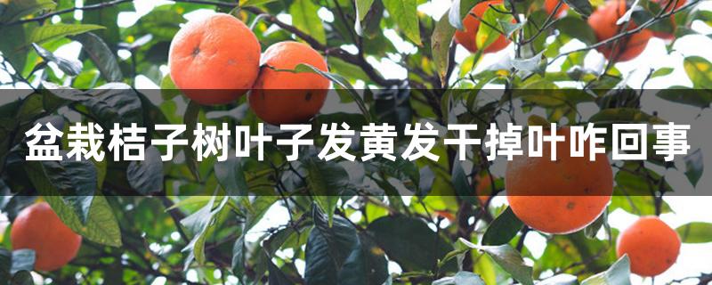 盆栽桔子树叶子发黄发干掉叶咋回事