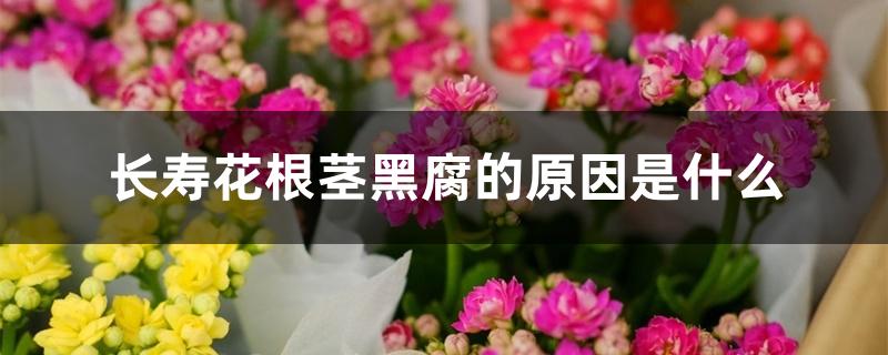 长寿花根茎黑腐的原因是什么