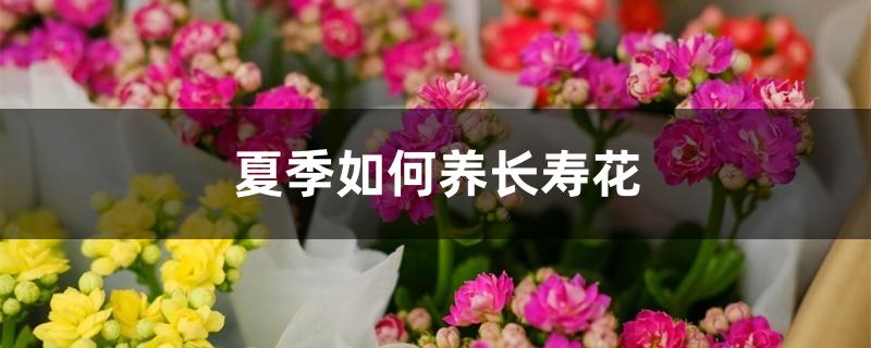 夏季如何养长寿花