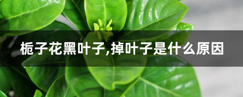 栀子花黑叶子,掉叶子是什么原因