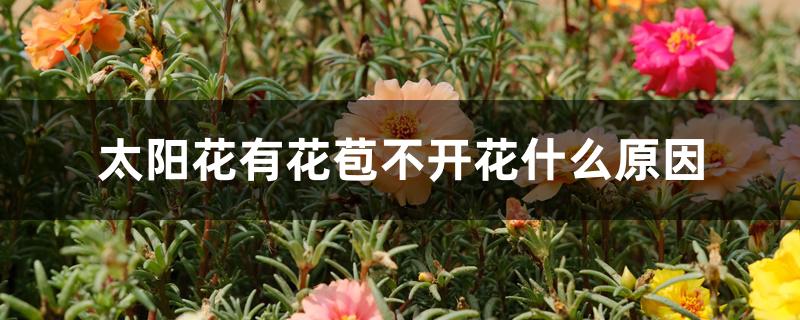 太阳花有花苞不开花什么原因