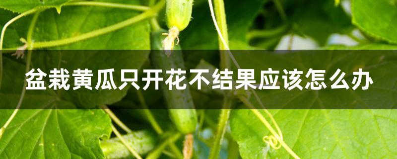 盆栽黄瓜只开花不结果应该怎么办