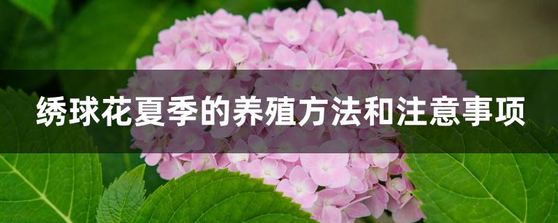 绣球花夏季的养殖方法和注意事项
