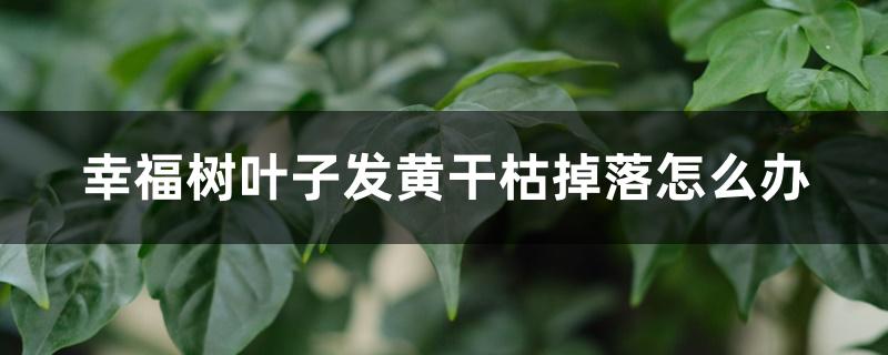 幸福树叶子发黄干枯掉落怎么办