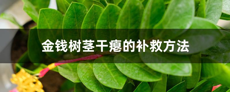 金钱树茎干瘪的补救方法