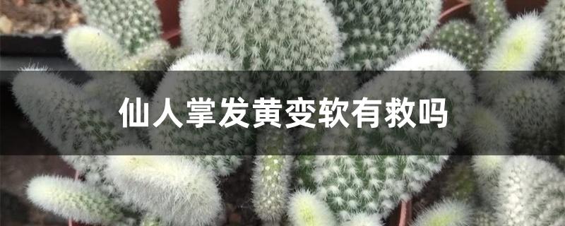 仙人掌发黄变软有救吗