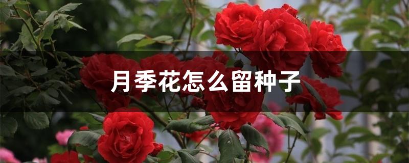 月季花怎么留种子