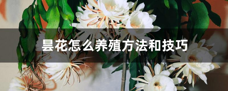 昙花怎么养殖方法和技巧