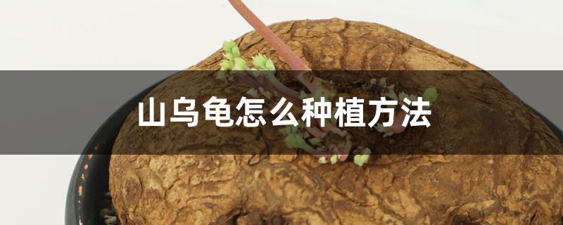 山乌龟怎么种植方法