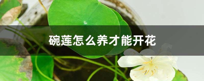 碗莲怎么养才能开花 碗莲怎么养才能开花