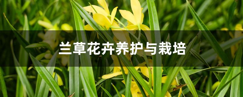 兰草花卉养护与栽培