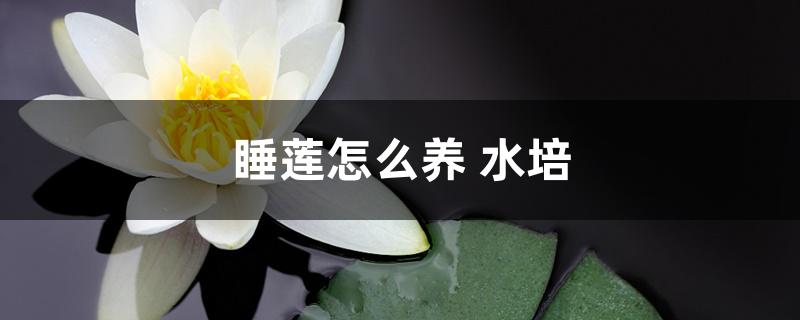 睡莲怎么养 水培