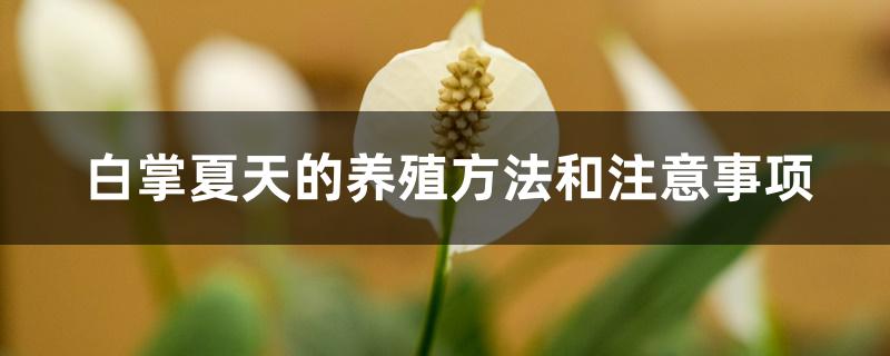 白掌夏天的养殖方法和注意事项