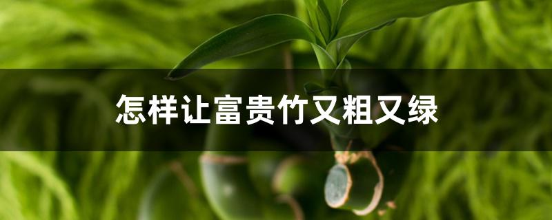 怎样让富贵竹又粗又绿