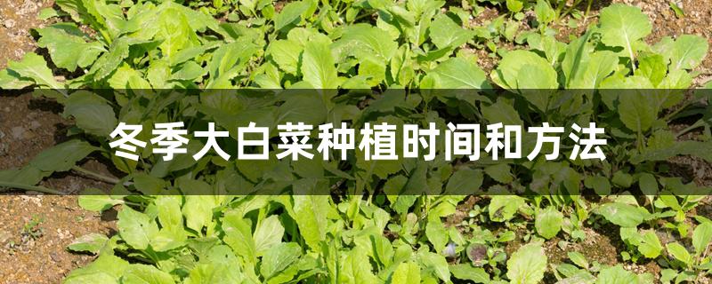 冬季大白菜种植时间和方法