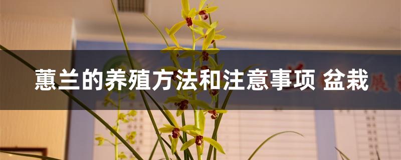 蕙兰的养殖方法和注意事项 盆栽