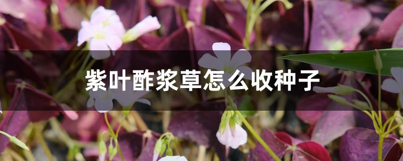 紫叶酢浆草怎么收种子