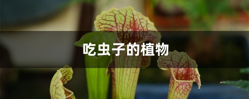 吃虫子的植物