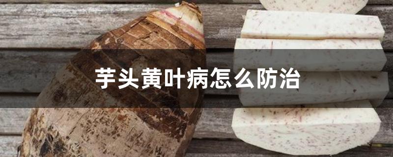 芋头黄叶病怎么防治