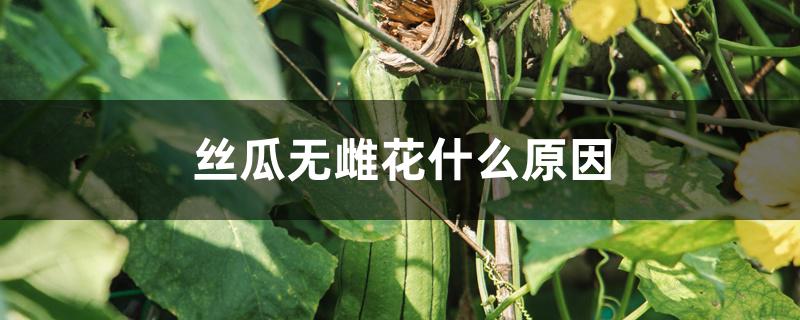 丝瓜无雌花什么原因