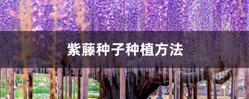 紫藤种子种植方法 紫藤种子种植方法