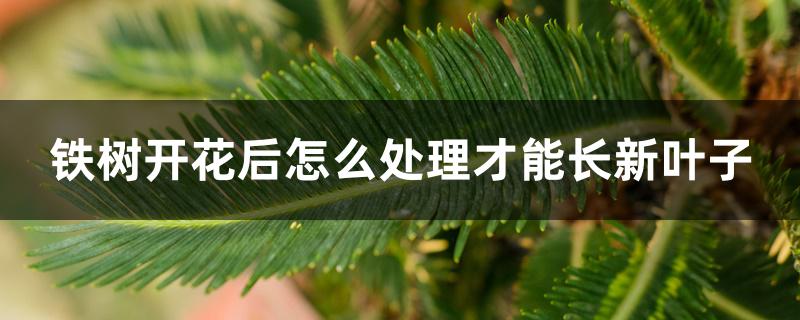 铁树开花后怎么处理才能长新叶子