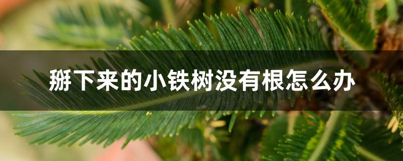 掰下来的小铁树没有根怎么办 掰下来的小铁树没有根怎么办