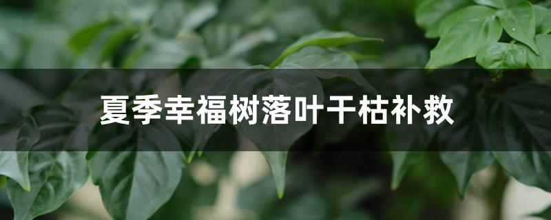 夏季幸福树落叶干枯补救