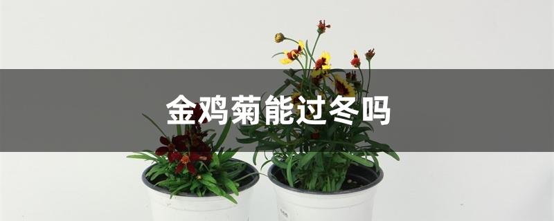 金鸡菊能过冬吗