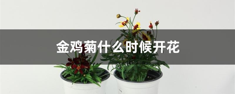 金鸡菊什么时候开花