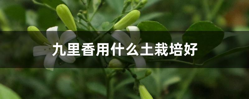 九里香用什么土栽培好