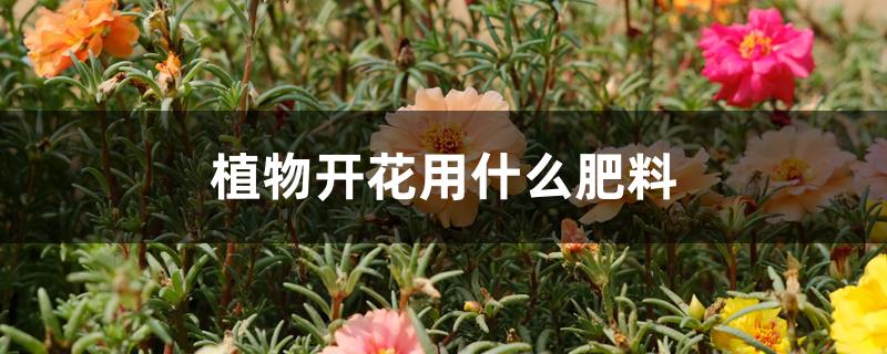 植物开花用什么肥料 植物开花用什么肥料