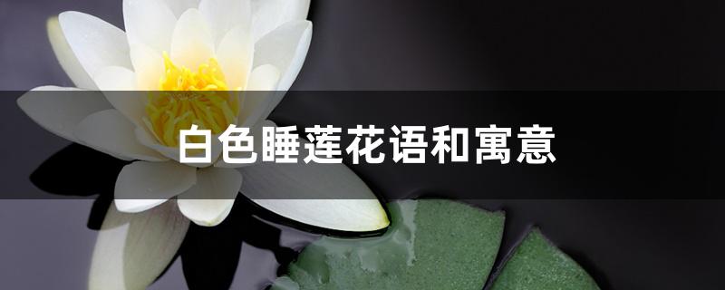 白色睡莲花语和寓意