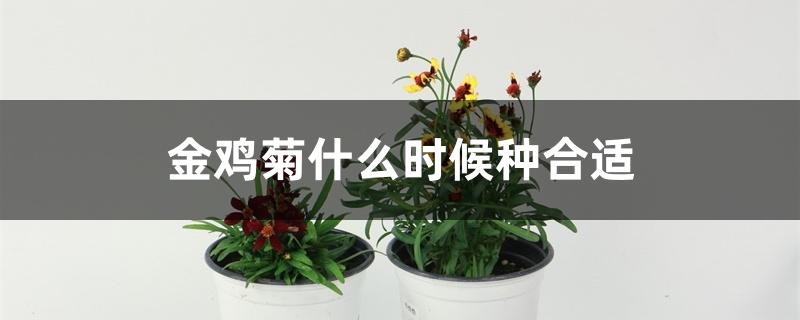 金鸡菊什么时候种合适