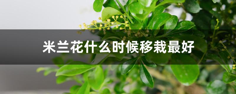 米兰花什么时候移栽最好