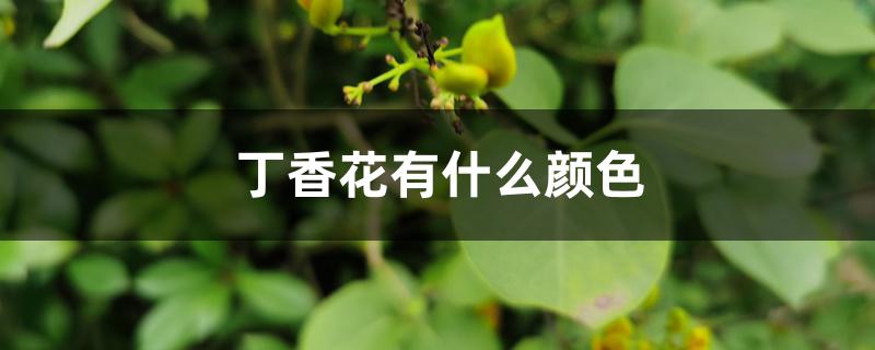 丁香花有什么颜色