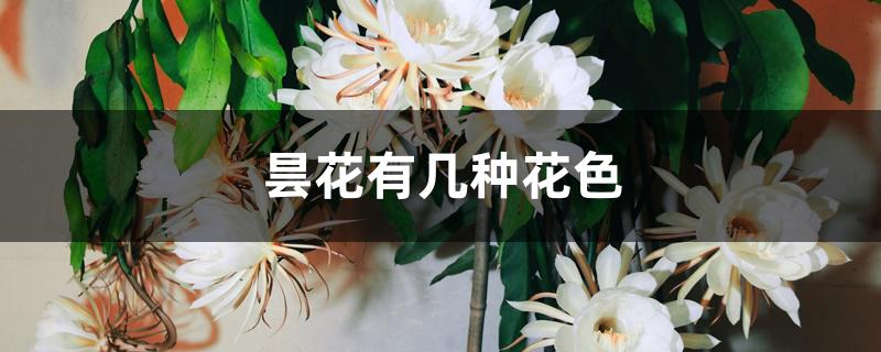 昙花有几种花色