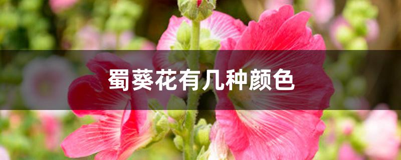 蜀葵花有几种颜色