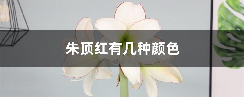 朱顶红有几种颜色 朱顶红有几种颜色