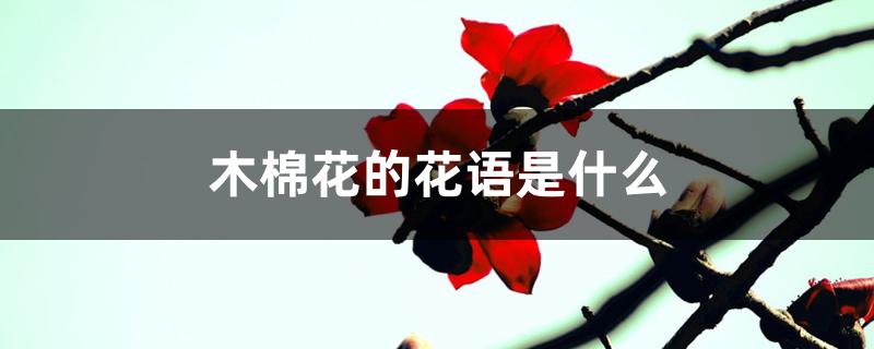 木棉花的花语是什么