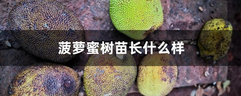 菠萝蜜树苗长什么样