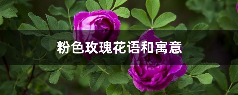 粉色玫瑰花语和寓意