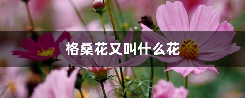 格桑花又叫什么花