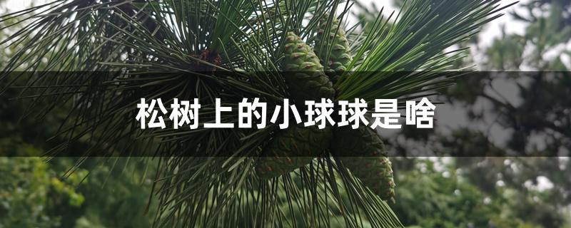 松树上的小球球是啥 松树上的小球球是啥