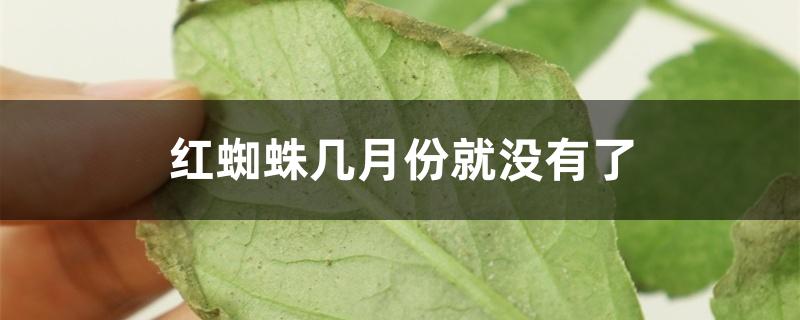 红蜘蛛几月份就没有了