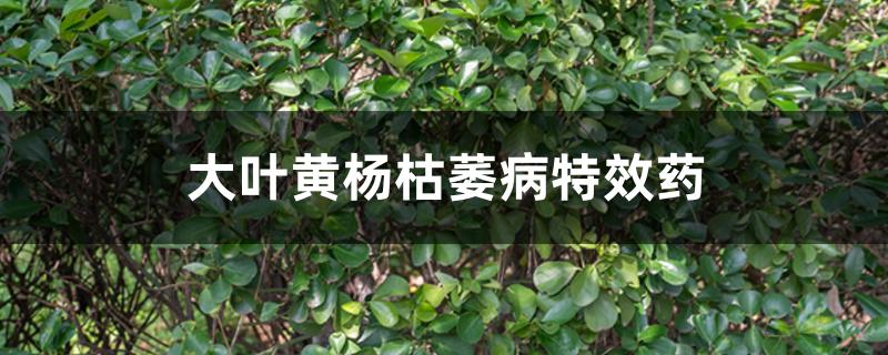 大叶黄杨枯萎病特效药
