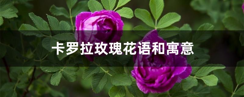 卡罗拉玫瑰花语和寓意