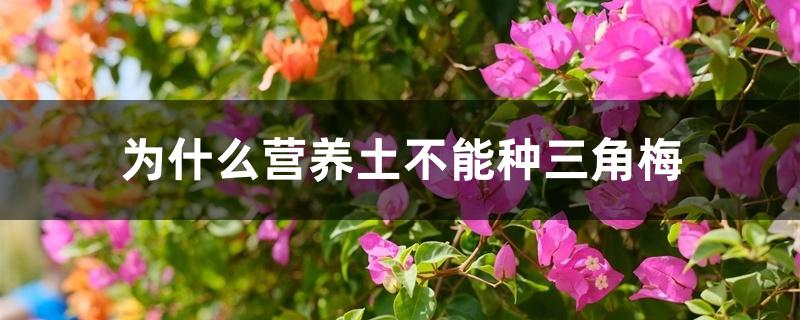 为什么营养土不能种三角梅