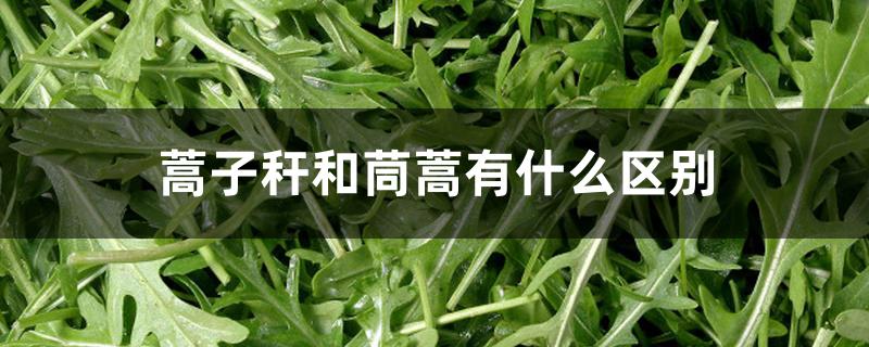 蒿子秆和茼蒿有什么区别